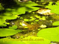 /home//u458753944/public_html/sourcegallery//Frogs/More bullfrogs/DSCN1280.JPG